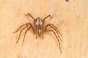 Oxyopes_elegans_D7976_Z_89_North Stradbroke island_Australie